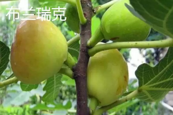 图片[5]-适合在家种植的无花果品种？选择在家种植的无花果品种要关注哪些特性？-会东网