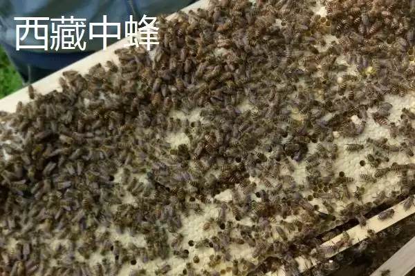 图片[10]-中蜂的品种，群势大小不一-会东网