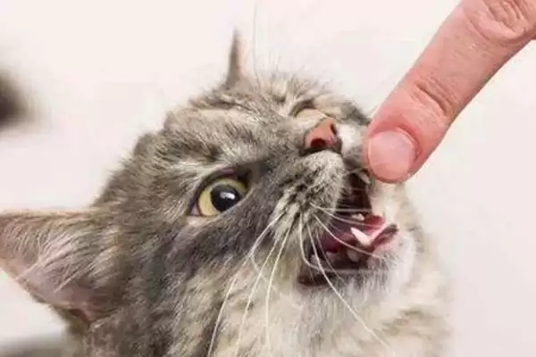 图片[4]-猫一般会有几个脚趾头呢 ,猫一般有十八个脚趾是常见情况-会东网