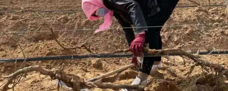葡萄树越冬埋土技术：9月下旬到10月上旬首次浅埋的要点-会东网