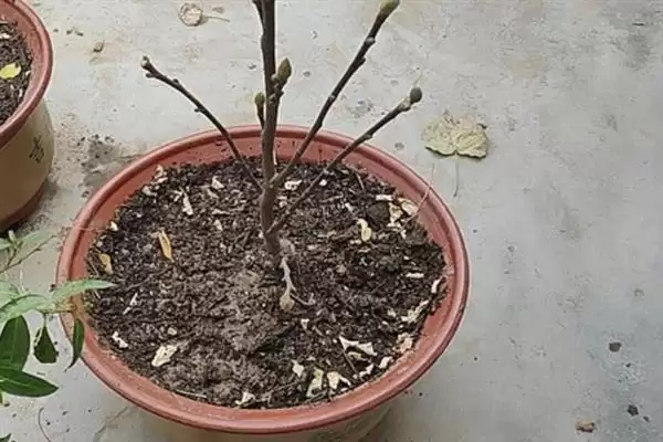图片[7]-辛夷花的基本介绍和要点？了解辛夷花需关注哪些关键信息？-会东网