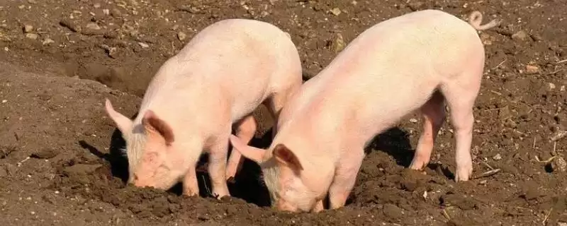 选择猪发烧快速退烧药的方法和重点?养猪要做好哪些用药选择细节?-会东网