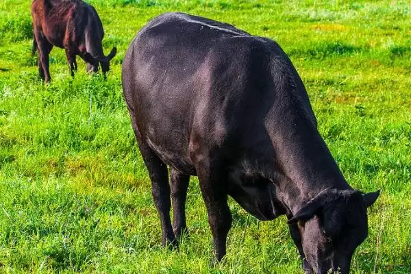 没有角的是什么品种的牛 ,安格斯牛是没有角的常见牛品种插图2