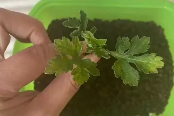 扦插菊花时间秘籍：3-5月扦插为佳的科学依据插图2