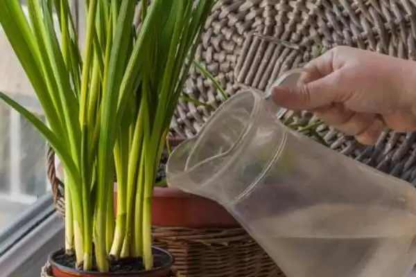 水仙花怎么养？养殖水仙花要掌握哪些关键的养护方法和管理要点？插图3