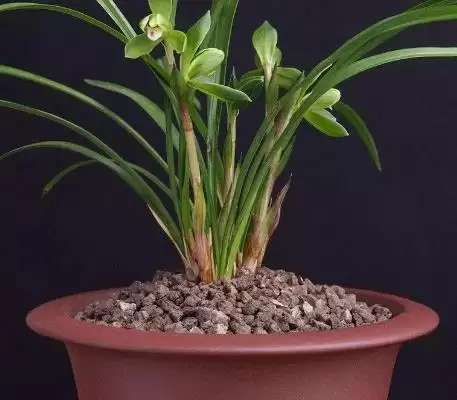 图片[5]-兰花的种植方法 ,兰花种植前消毒杀菌有何重要性？-会东网