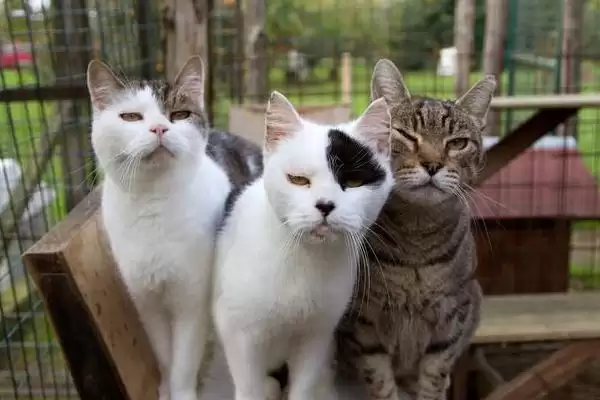 猫癣需完全痊愈才能打疫苗吗 ,猫癣不严重可直接接种疫苗插图2 猫癣需完全痊愈才能打疫苗吗 ,猫癣不严重可直接接种疫苗插图2