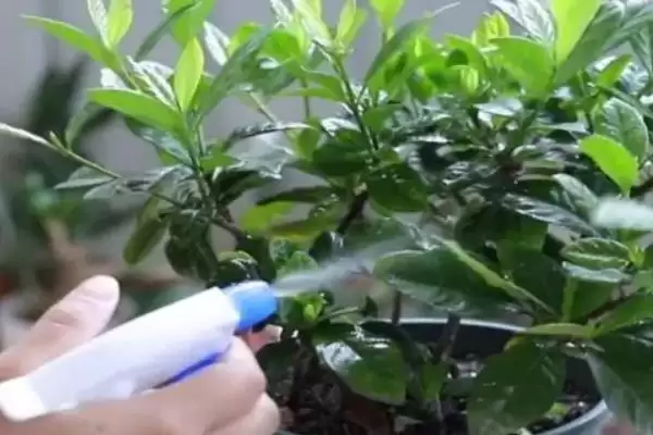 图片[7]-了解栀子花开花季节的方法和重点？了解栀子花开花季节要做好哪些细节？-会东网