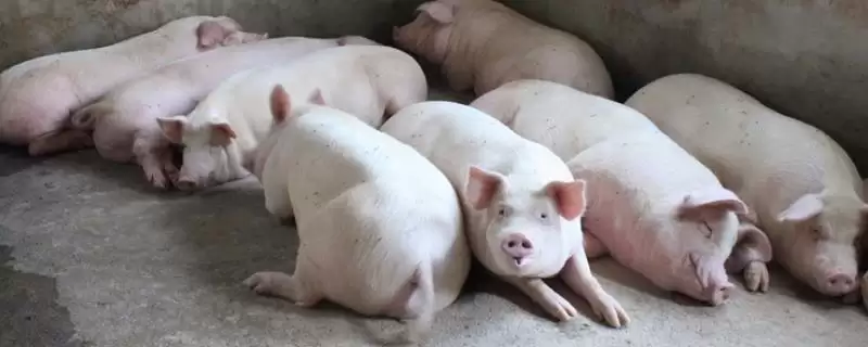 秋季养猪注意要点：猪圈保暖的多种方法及意义-会东网