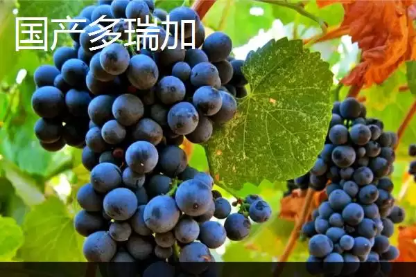 图片[7]-葡萄酒酿制全攻略：采摘后多道工序的醇香之旅-会东网