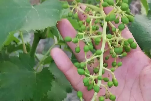 葡萄开花坐果期特点:全年新梢生长快的关键时期插图1 葡萄开花坐果期特点:全年新梢生长快的关键时期插图1