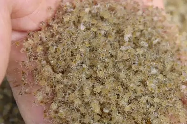 螃蟹产卵时间之谜:12月到次年3月的繁殖奥秘插图2 螃蟹产卵时间之谜:12月到次年3月的繁殖奥秘插图2