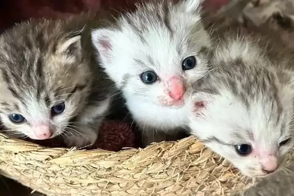 猫癣需完全痊愈才能打疫苗吗 ,猫癣不严重可直接接种疫苗插图1 猫癣需完全痊愈才能打疫苗吗 ,猫癣不严重可直接接种疫苗插图1