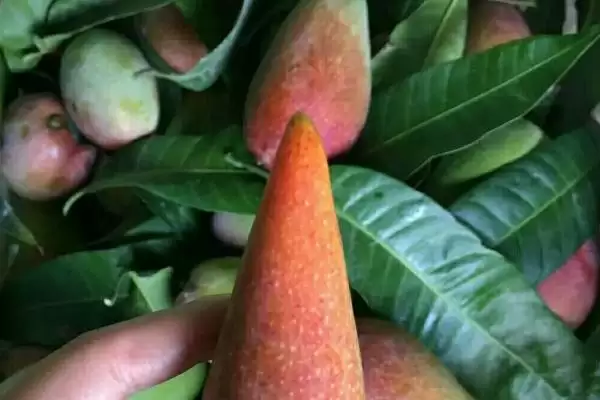 图片[3]-辣椒芒与贵妃芒的关系 ,辣椒芒产量少但口感如何惊艳？-会东网