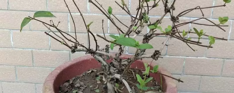 移栽金银花注意事项的方法和重点？移栽金银花注意事项要做好哪些细节？-会东网