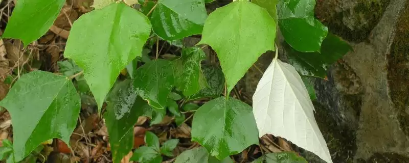 什么是白背叶？认识白背叶要了解哪些关键的植物形态和特性？-会东网