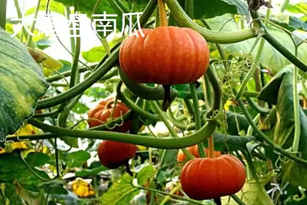 了解我国本土南瓜品种的方法和重点?认识本土南瓜品种要做好哪些细节?插图3 了解我国本土南瓜品种的方法和重点?认识本土南瓜品种要做好哪些细节?插图3