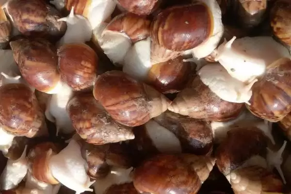 判断蜗牛是害虫还是益虫的方法和重点?了解蜗牛属性要做好哪些细节?插图3 判断蜗牛是害虫还是益虫的方法和重点?了解蜗牛属性要做好哪些细节?插图3