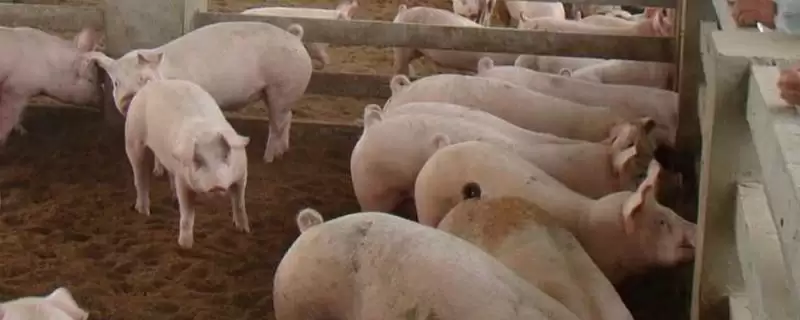 养猪驱虫的方法和重点?养猪要做好哪些驱虫操作细节?-会东网