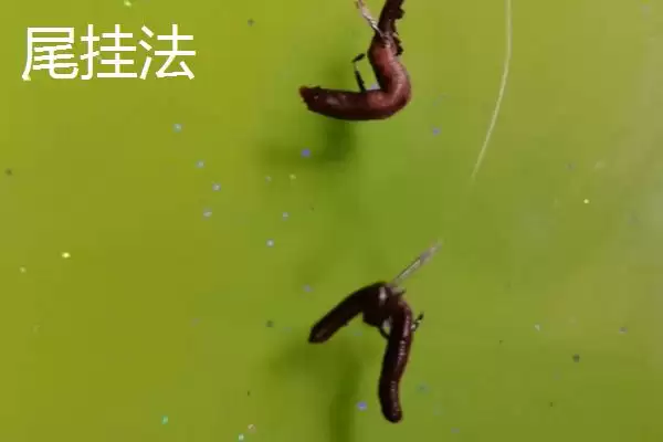 图片[5]-蚯蚓钓鱼技巧全解：为何是“万能饵料”的优势分析-会东网