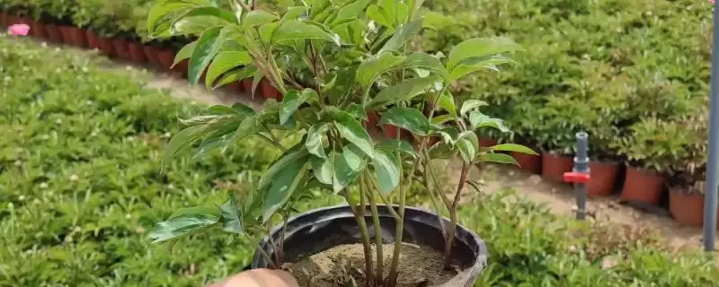 芍药苗什么时候栽,在八月中下旬到九月下旬进行插图 芍药苗什么时候栽,在八月中下旬到九月下旬进行插图