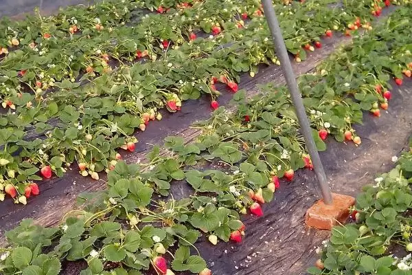 图片[2]-广东草莓最佳种植时间，立春时期和7-8月份均可种植-会东网