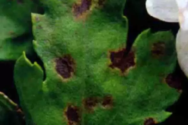 图片[2]-菊花黑斑病的防治 ,防治菊花黑斑病可喷施哪些药物呢？-会东网