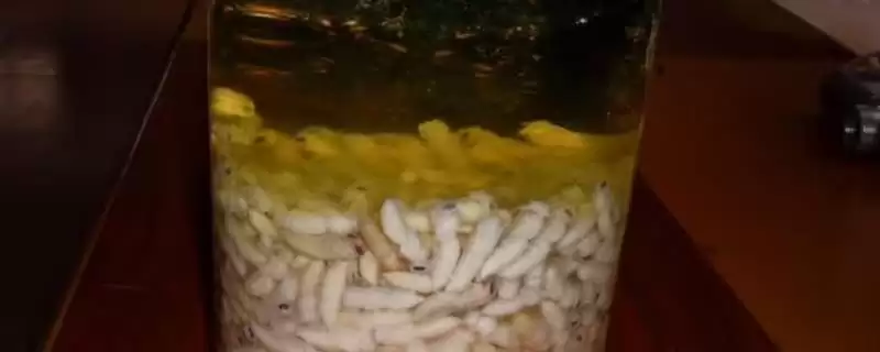 怎么用蜂蛹泡酒,放入装有粮食酒的容器中、再密封即可插图 怎么用蜂蛹泡酒,放入装有粮食酒的容器中、再密封即可插图