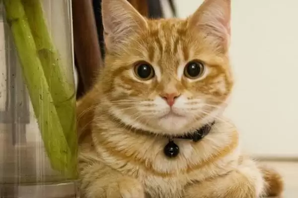 母猫什么时候闹猫最严重呢 ,母猫 6 月龄时晚上闹猫的情况会较严重插图3