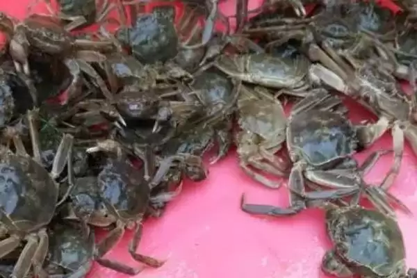 螃蟹断腿再生的奇迹:拥有断足再生能力的科学解释插图4 螃蟹断腿再生的奇迹:拥有断足再生能力的科学解释插图4