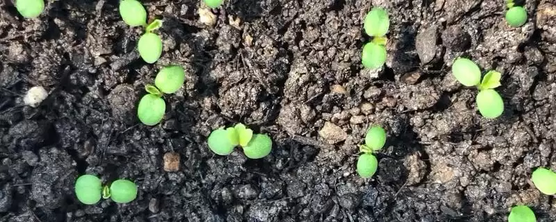 草莓种子的播种时间，在每年的3-4月份-会东网