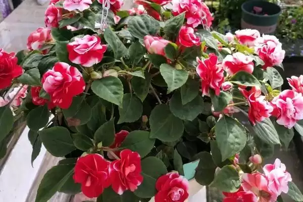 图片[2]-水梅花怎么养？养殖水梅花要掌握哪些关键的养护方法和要点？-会东网