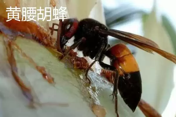 图片[6]-毒蜂的种类，常见以下10种-会东网