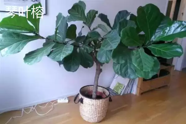 哪些耐阴的大型绿植适合放在客厅,苹果竹芋、琴叶榕、散尾葵等品种可供选择插图3 哪些耐阴的大型绿植适合放在客厅,苹果竹芋、琴叶榕、散尾葵等品种可供选择插图3