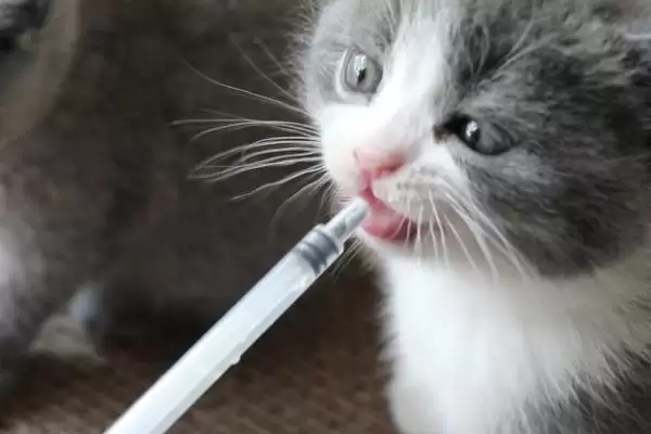 猫为什么会出现乱吃东西现象 ,猫乱吃东西一般因缺乏微量元素插图5 猫为什么会出现乱吃东西现象 ,猫乱吃东西一般因缺乏微量元素插图5