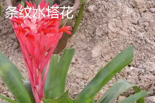 图片[5]-水塔花的种类？认识水塔花种类要了解哪些关键的品种分类和特性要点？-会东网