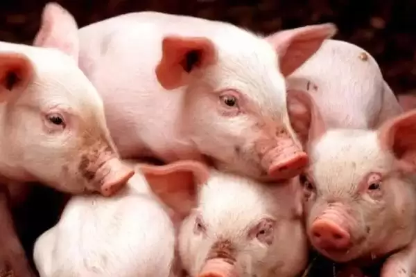 解决猪流感不吃食问题的方法和重点？养猪要做好哪些流感应对细节？插图2