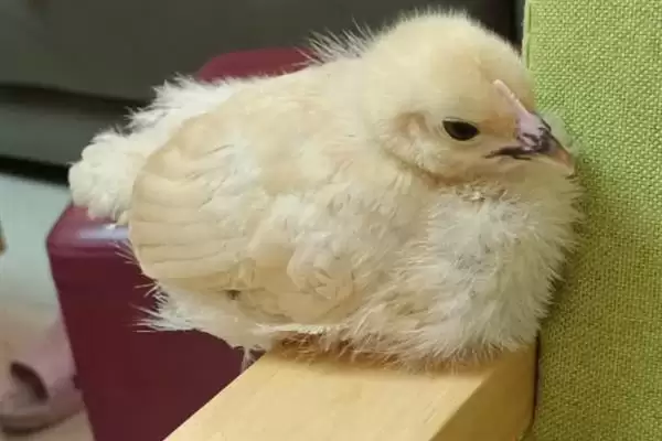 分辨小鸡公母方法的方法和重点？养鸡要做好哪些性别辨别工作？插图3