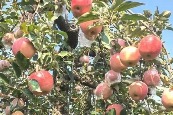 苹果树的存活时间,一般能达到50年左右插图5 苹果树的存活时间,一般能达到50年左右插图5