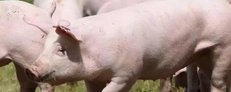 给猪注射的正确方法和重点?养猪要做好哪些注射细节?-会东网