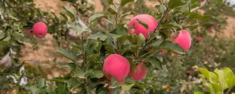 哪里的富士苹果比较好吃，洛川富士苹果海外闻名-会东网