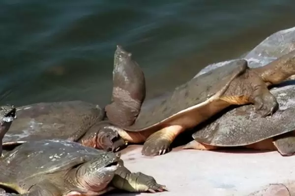 甲鱼喂养时需要多少水量合适呢,温室养殖甲鱼水位控制在 30-50cm 左右插图3 甲鱼喂养时需要多少水量合适呢,温室养殖甲鱼水位控制在 30-50cm 左右插图3