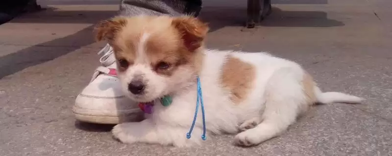 预防狗狗中暑的方法和重点？预防狗狗中暑要做好哪些细节？-会东网