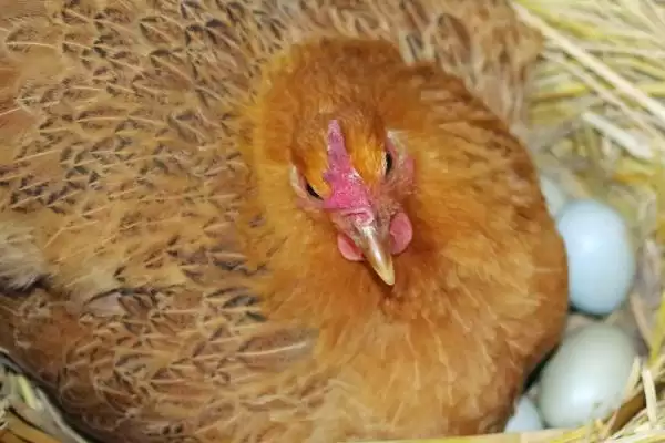 让母鸡快速抱窝的方法和重点？养鸡要做好哪些繁育管理策略？插图1