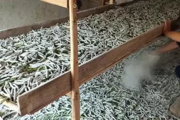 图片[10]-养蚕的方法和重点？养蚕要做好哪些细节？(3)-会东网