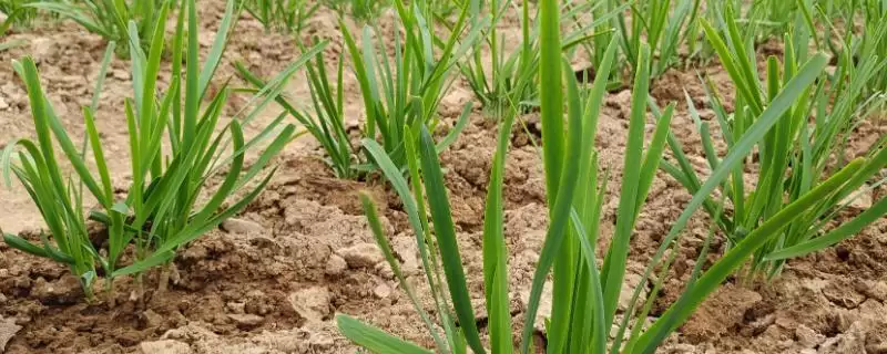 韭菜的种植时间 ,韭菜在哪些季节可以进行播种呢?-会东网