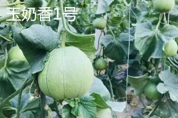 图片[2]-推荐甜瓜品种的方法和重点？选甜瓜品种要做好哪些细节？-会东网