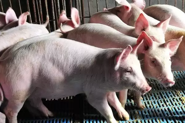 解决猪感冒不吃食问题的方法和重点？养猪要做好哪些疾病护理细节？插图1