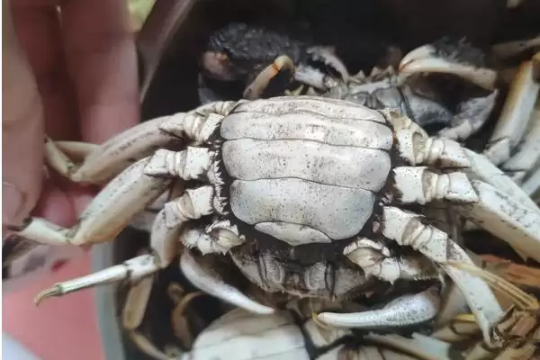 螃蟹的腿数秘密:2只螯足加8只步足的独特构造插图2 螃蟹的腿数秘密:2只螯足加8只步足的独特构造插图2