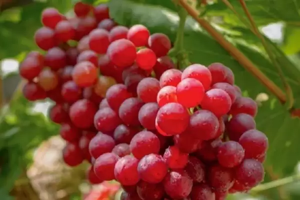 葡萄清洗秘籍:小苏打加食盐清洗的科学方法插图5 葡萄清洗秘籍:小苏打加食盐清洗的科学方法插图5